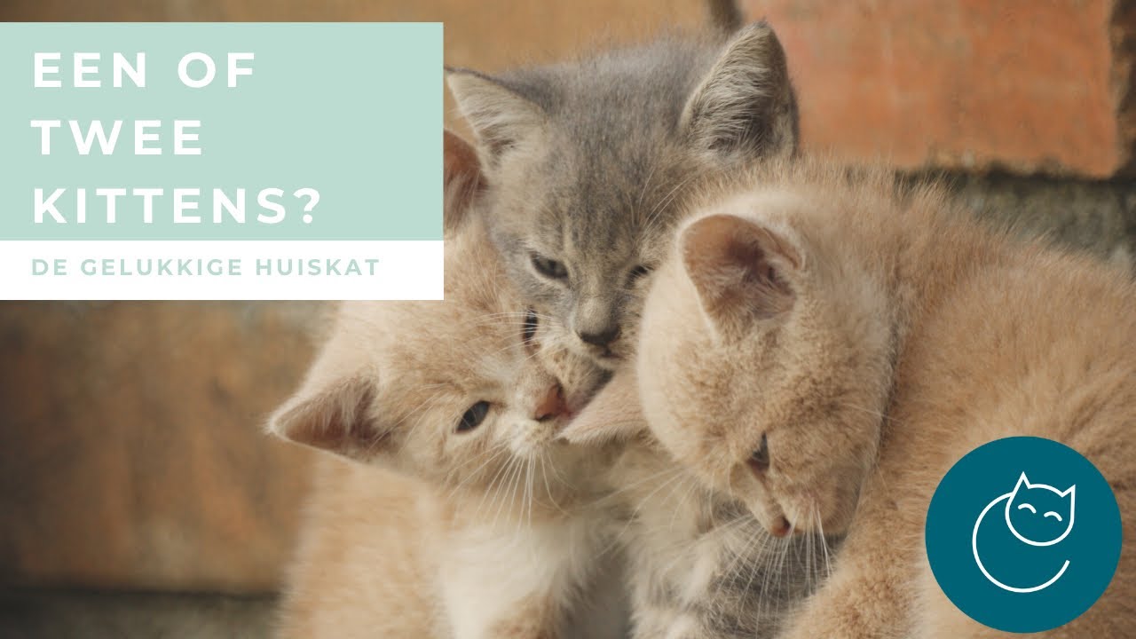 WAT IS BETER? 1 OF 2 KITTENS AANSCHAFFEN? - De gelukkige huiskat - Kattengedrag
