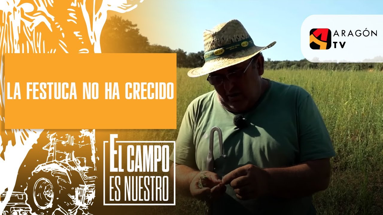 La festuca no ha crecido. Planes para la próxima campaña