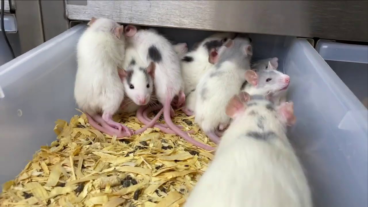 Freedom Breeder Rodent Tub Combination!