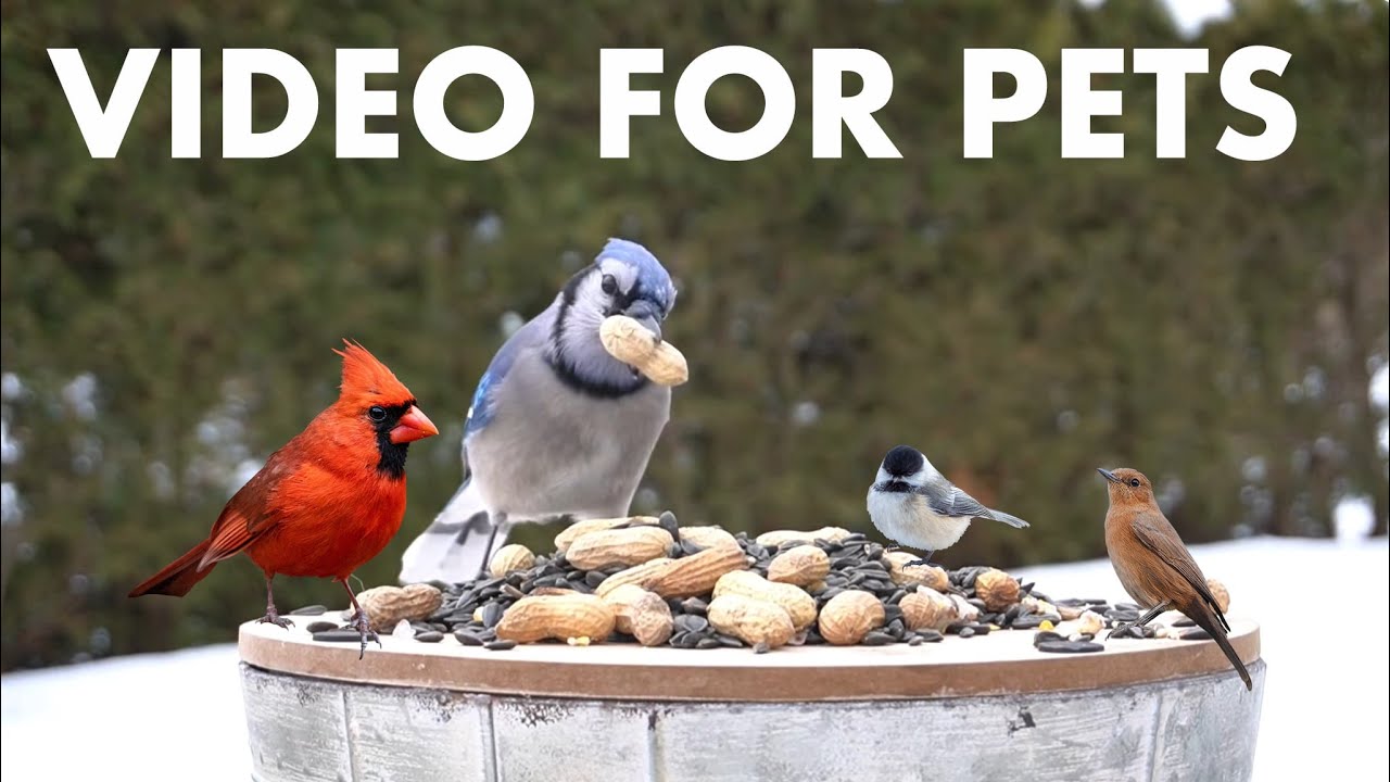 Cat TV for Pets to Watch 🐱 - 10 Hours of Birds, Squirrels and Backyard Animals - Feb 01, 2026