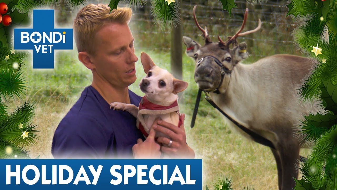 Race to Save Animals For Christmas! 🎄 | Bondi Vet Full Episodes