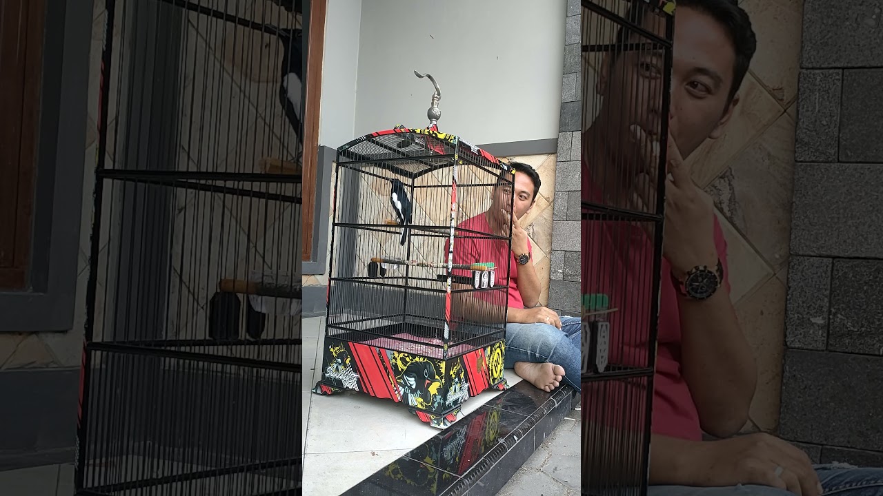 KACER BODY BESAR | DR KACER TERBARU