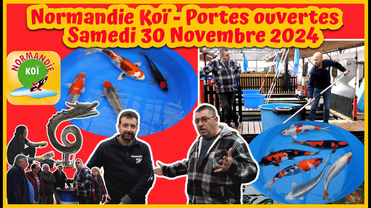 Normandie Koï - Porte ouverte du 30 nov 2024 - (bassin de jardin) #koifish  #bassin #koipond