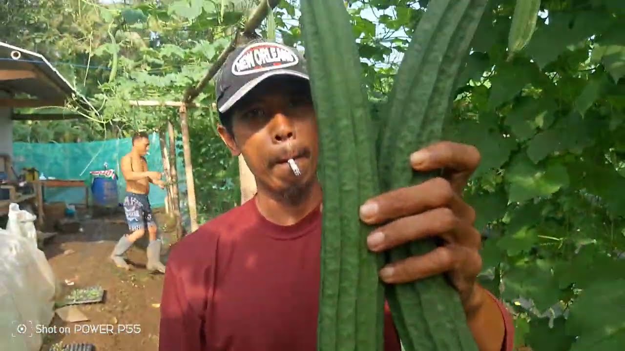 DI JAMIN HASIL SAYURAN BAGUS DAN BERBOBOT KALO PAKE TRIK INI