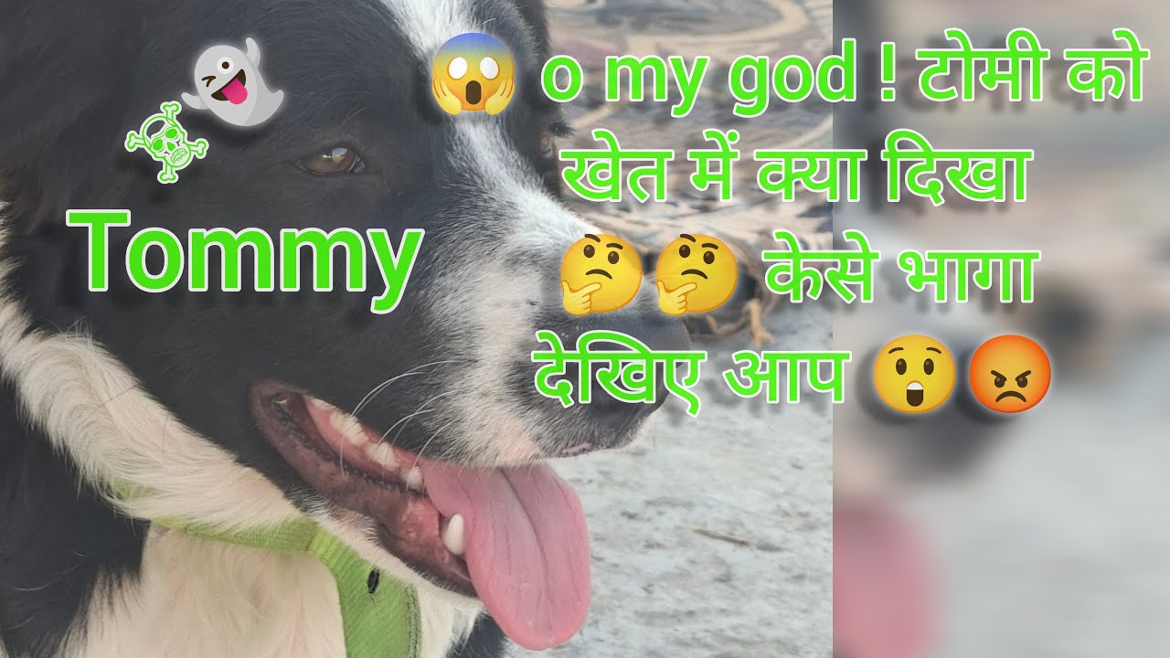 😱 o my god ! टोमी को खेत में क्या दिखा 🤔🤔 केसे भागा देखिए आप 😲😡#dog #dogvideos #angrydog #funnydog 