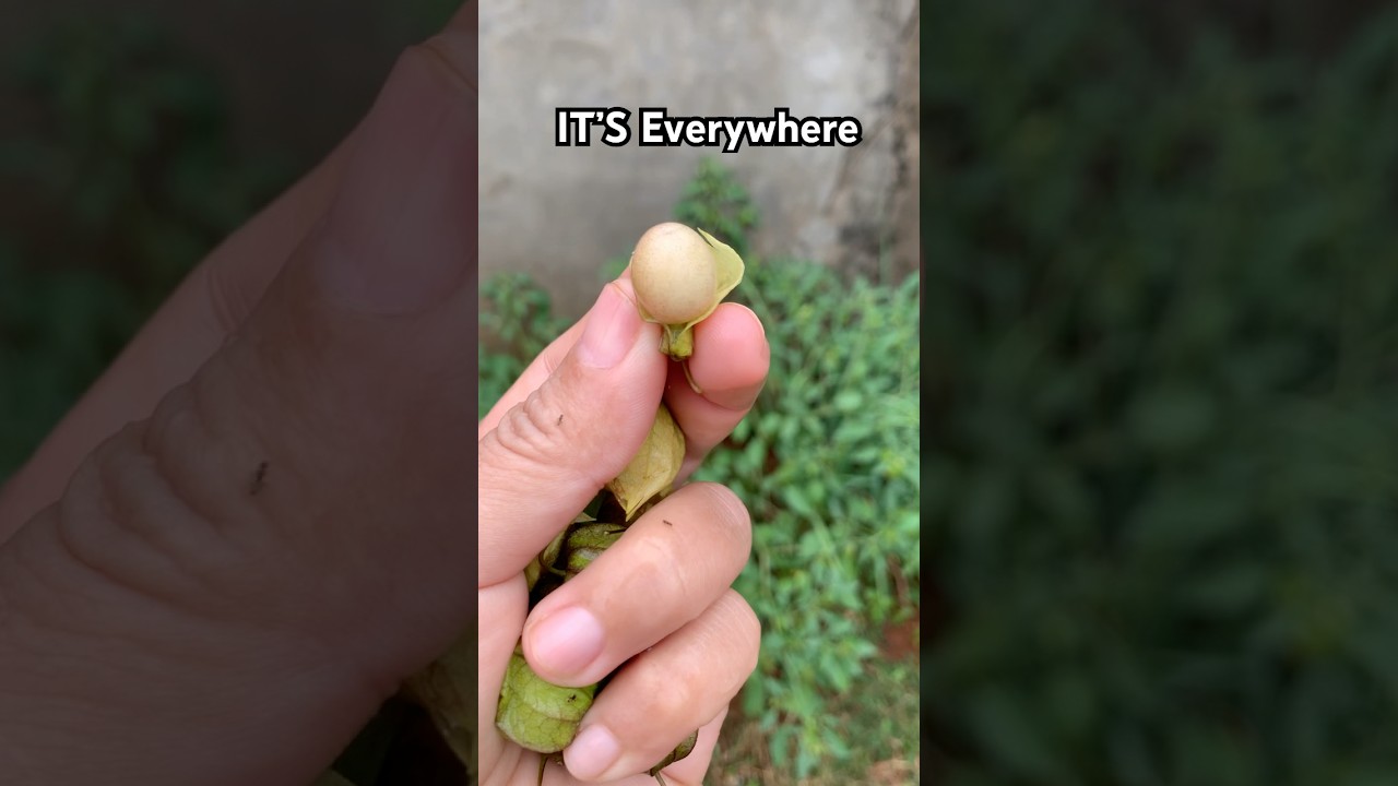Do you know this yummy fruit ?😋 