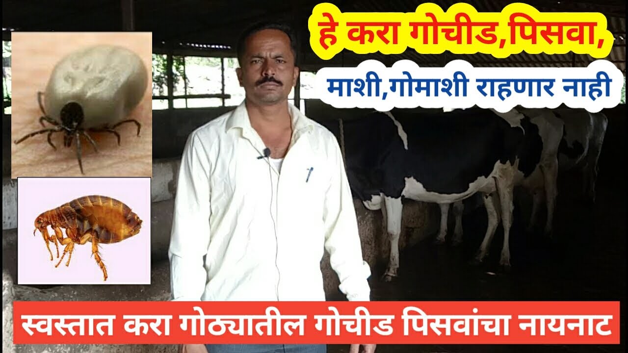 जनावरांच्या अंगावरील परजीवींचा स्वस्तात नायनाट करणारे औषध | Gochid upaya,piswa,gomashi,mashi