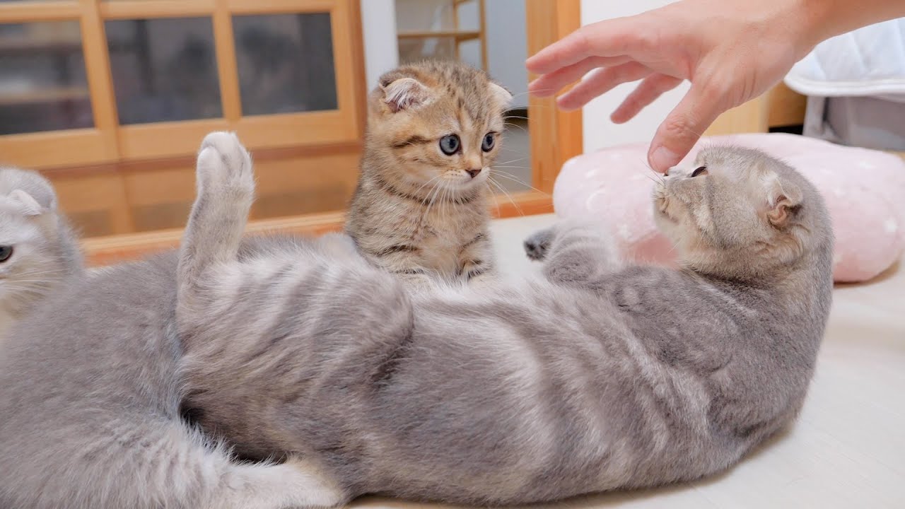 Когда я попыталась подстричь когти грудному котенку, мама-кошка на меня разозлилась.