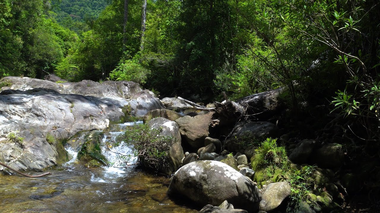 Forest Ambience Birds Singing, Beautiful Stream Sounds for Peaceful Sleep, Deep Rest, Medicine