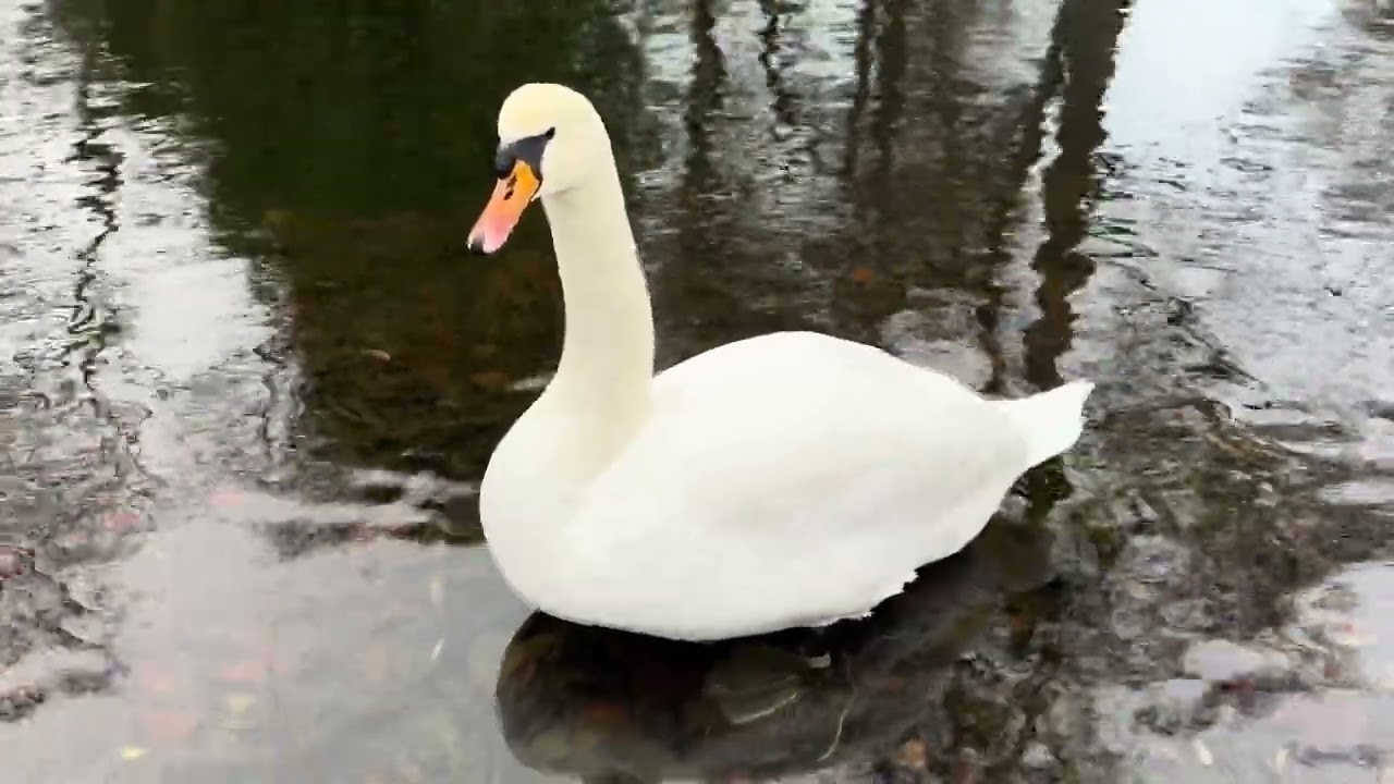 Frederiksberg Gardens, Copenhagen, Denmark. #swan #swans 
