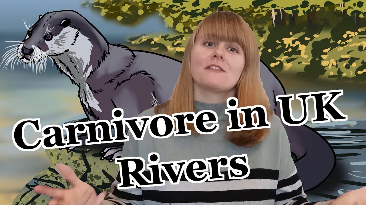 Eurasian Otter - Weekly Facts About Animals in the United Kingdom - Episode 2 | Creature Fridays
