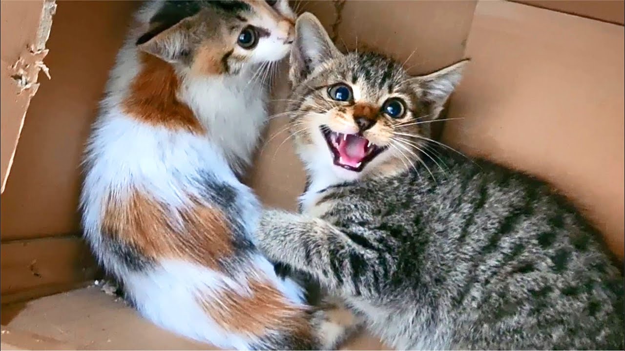 Rescued Kitten Angry & Hissing First Time Petted By Human, Until I Give Belly Rubs - Cats Meowing