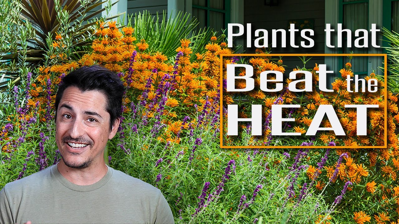 Plants that Beat the Heat! Drought and Heat Tolerant Plants