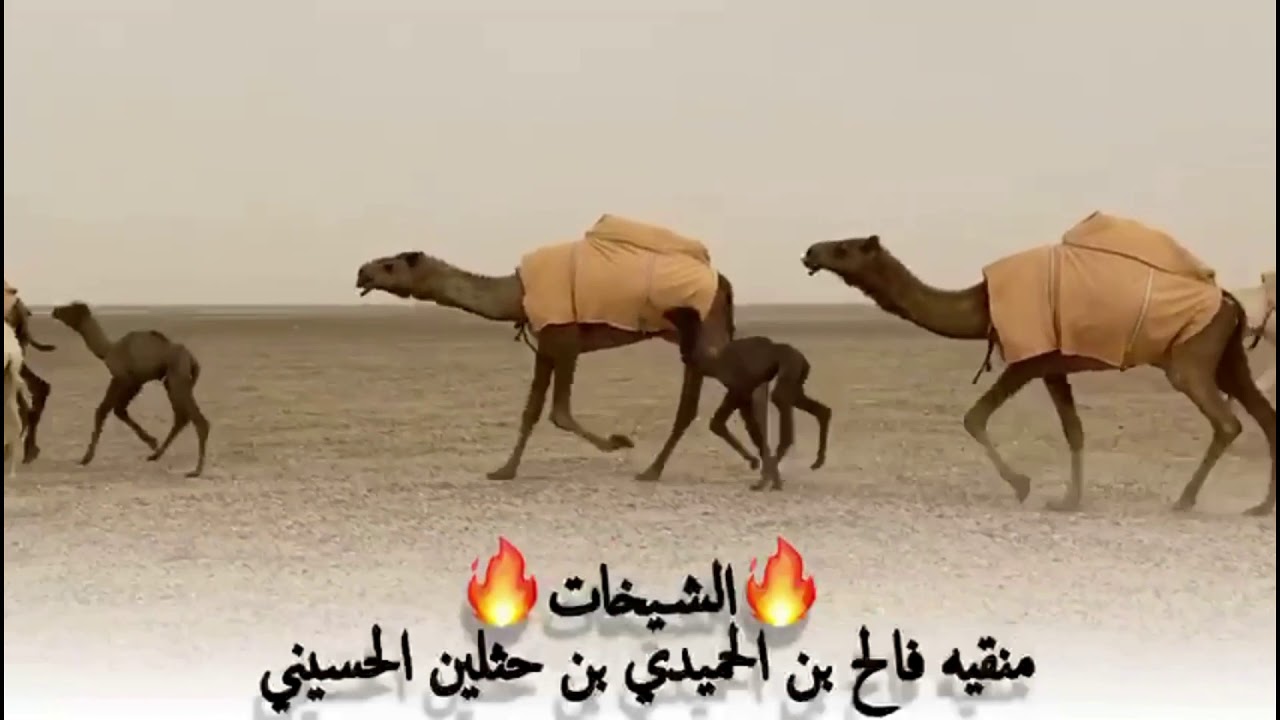 منقية : فالح الحميدي الحسيني