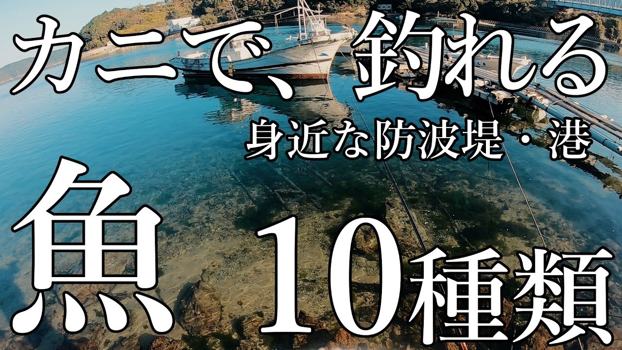 【身近な防波堤・港】カニで釣れる10種類の魚！【自由研究】