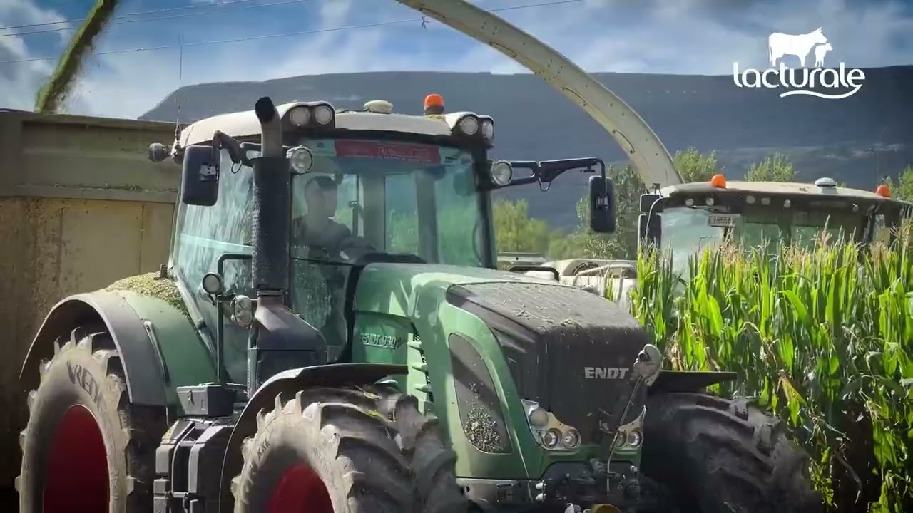Cosechando el maíz para nuestras vacas
