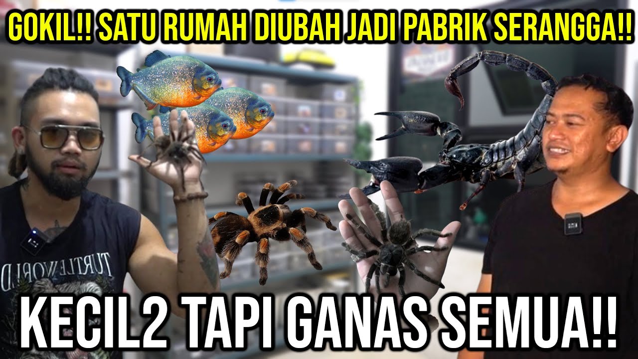 GOKIL! SATU RUMAH DIUBAH JADI PABRIK SERANGGA! KECIL2 TAPI GANAS! #Audreykingofthejungle #indoexotic