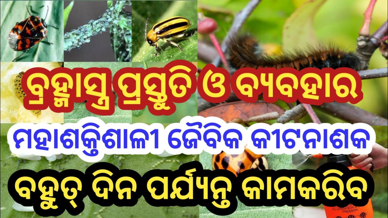 ଘରେ ତିଆରି କରନ୍ତୁ ଜିରୋ ବଜେଟ୍ ପେଷ୍ଟିସାଇଡ୍ 🌱 ସବୁ ଗଛର କୀଟ ସମସ୍ୟାର ସମାଧାନ, ସମସ୍ତ ଗଛ ପାଇଁ ଜୈବ ପେଷ୍ଟିସାଇଡ୍