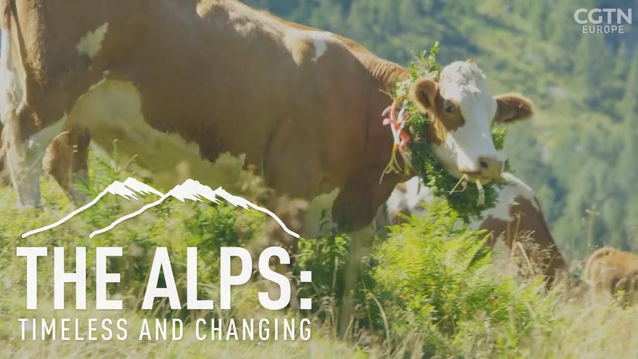 The Alps: fighting the forest invasion - #TheAlpsCGTN