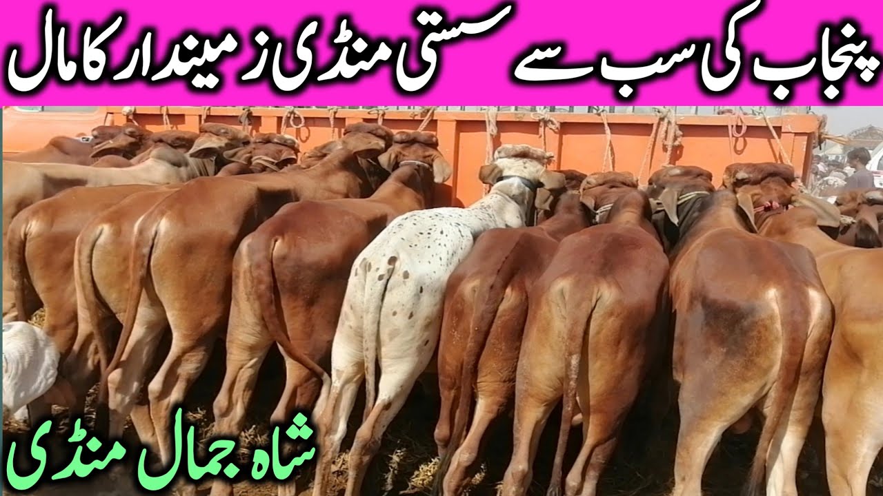 Shah Jamal Janwar Mandi Zero Size Sahiwal Cholistani Bachre Bachrian || Global Village Farming