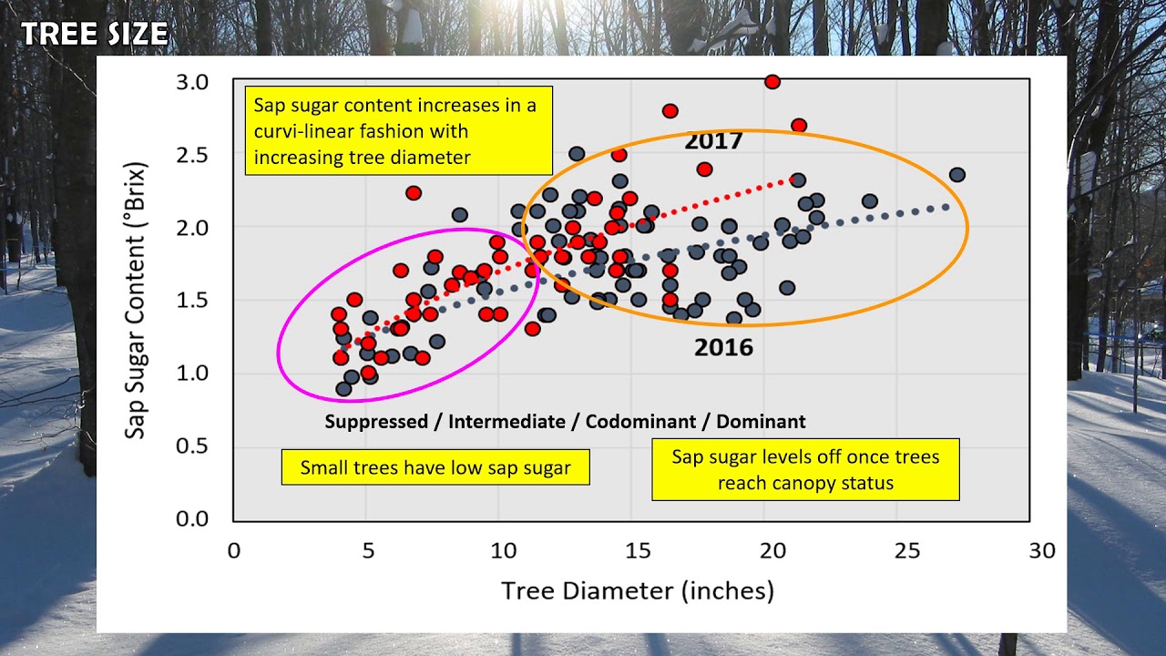 Keys to High Yield Maple Sap Production Vermont