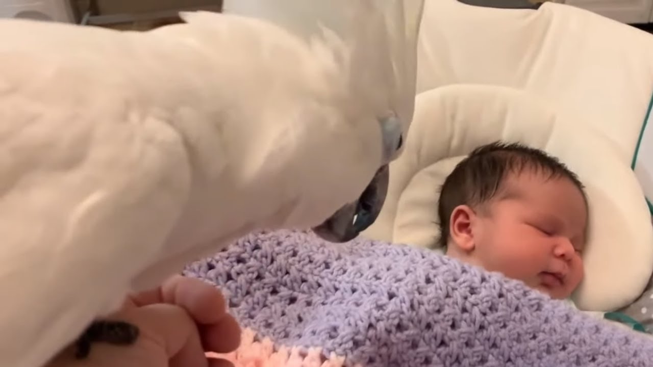 Pet cockatoo introduced to newborn baby addition