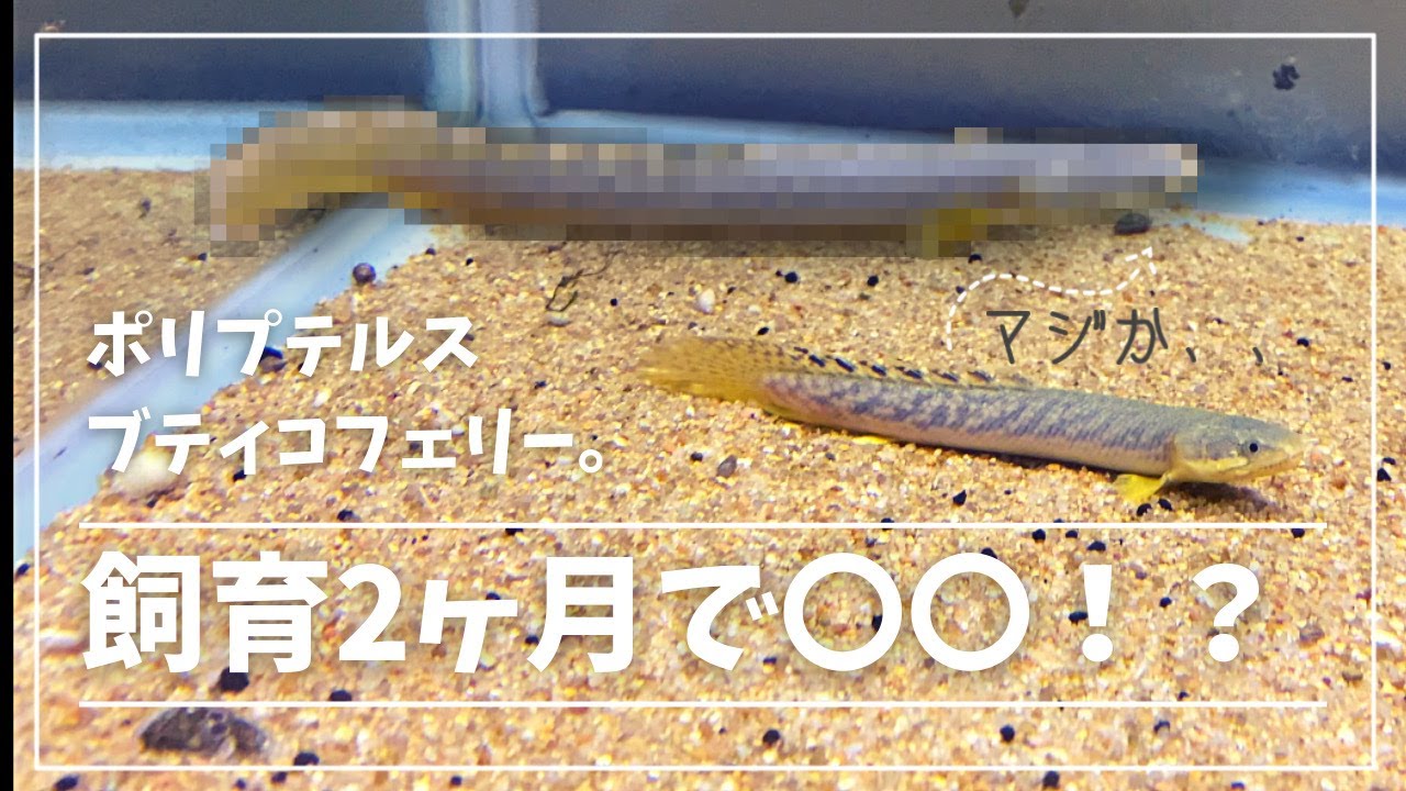 ずっと欲しかったポリプテルスを購入してきました。#アクアリウム ＃古代魚