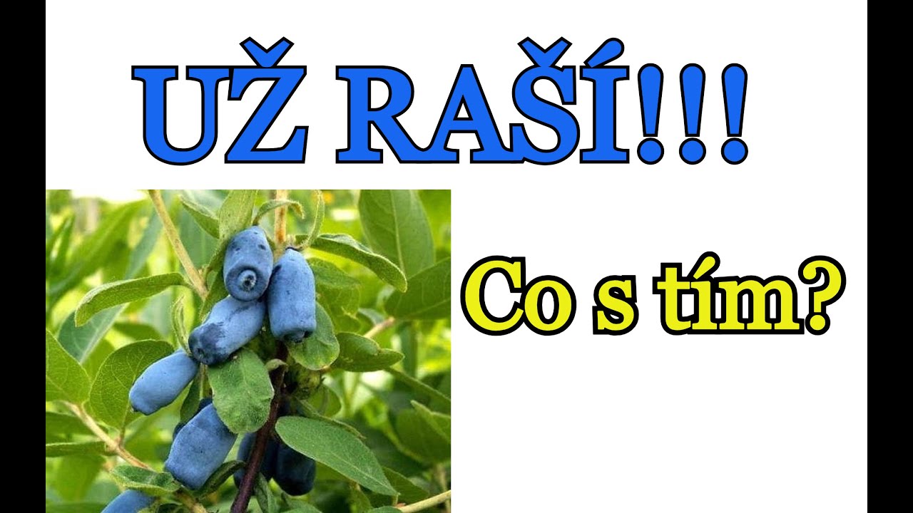 BORŮVKY | ZIMOLEZ KAMČATSKÝ -UŽ RAŠÍ! CO S TÍM? Pěstování borůvek, kamčatských zimolezů a jarní péče