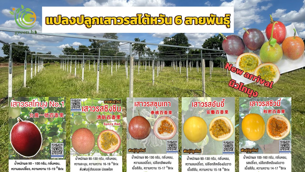 แปลงปลูกเสาวรสไต้หวัน 6 สายพันธุ์ ฤดูกาลปลูกปี 2567