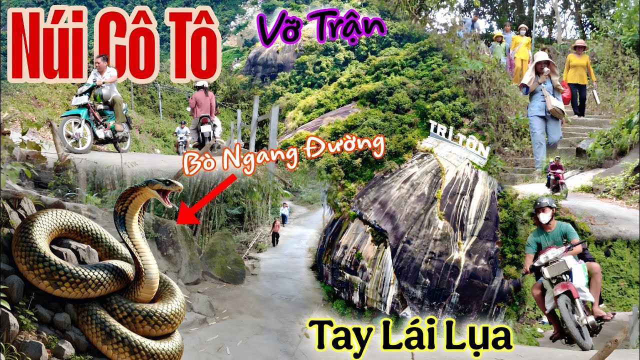 Chấn Động Rắn Hổ Mây Xuất Hiện Tại Núi Cô Tô , Mưa Lớn Đầu Năm Tại Vùng Thất Sơn