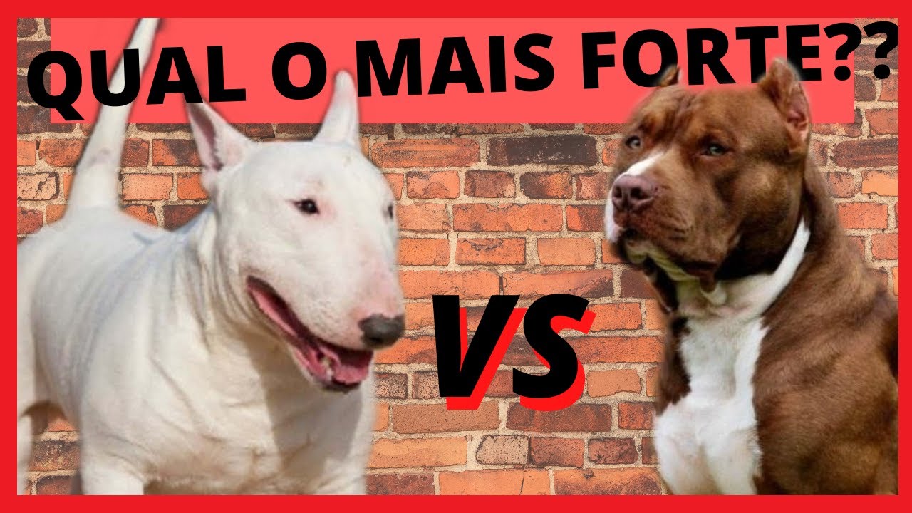 PITBULL VS BULL TERRIER QUAL O MAIS FORTE??