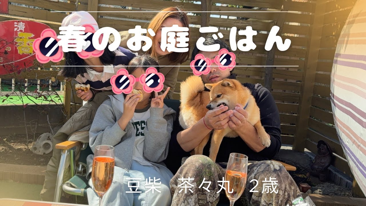 【豆柴 茶々丸 2歳】することがなかったので家族とお庭でごはんを食べる柴犬