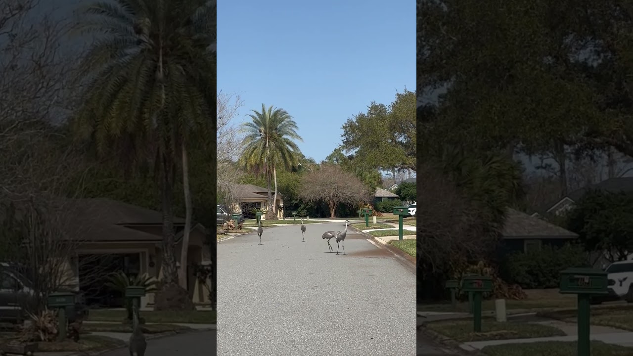 A dance of Sandhill cranes in our neighborhood