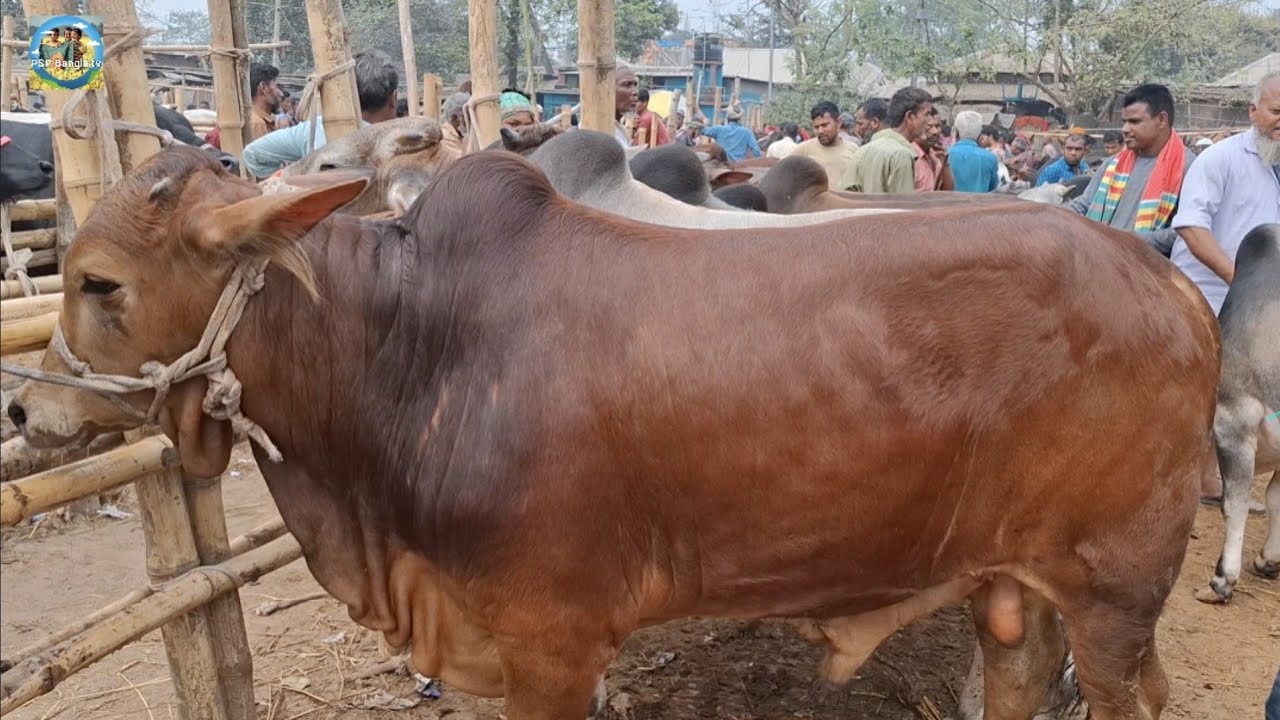 @ ৭/৩/২০২৬|| হঠাৎ কি হলো?? মনের জোরেই গরু বিক্রি কাহারোল হাটে||