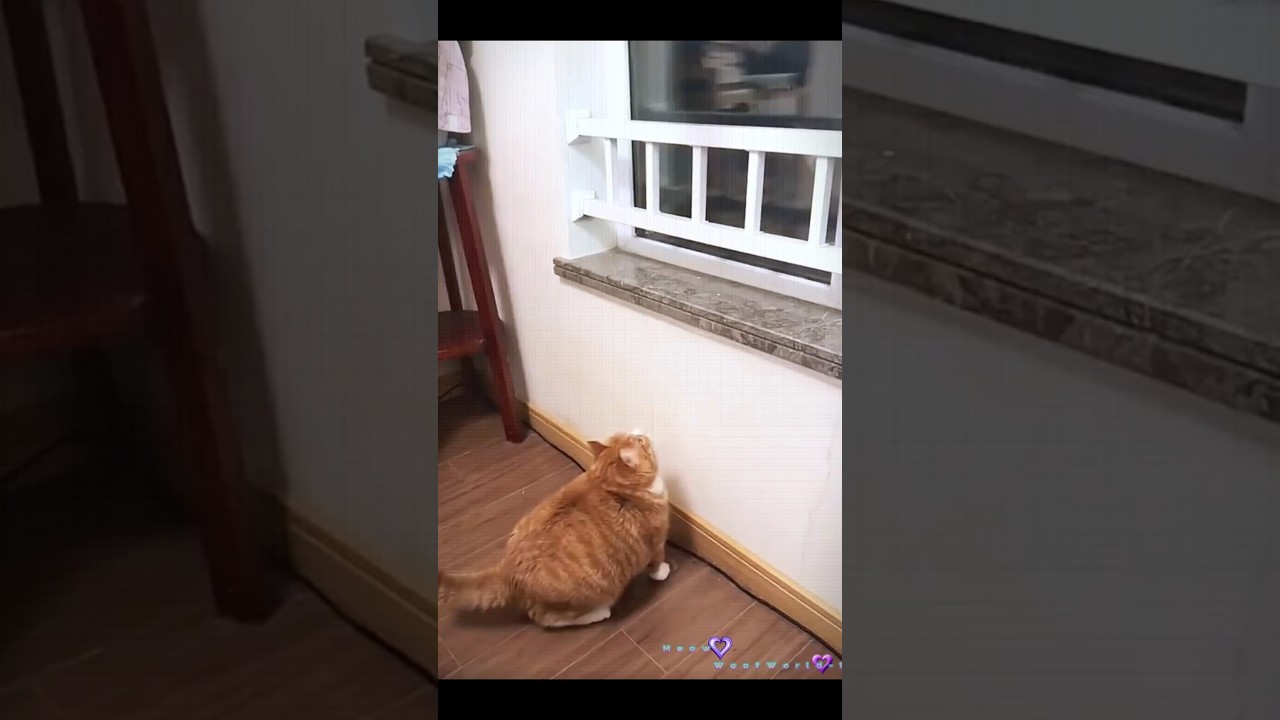 Funny Fat Cat Trying to Jump? But...😹💥#shorts #comedy #trending