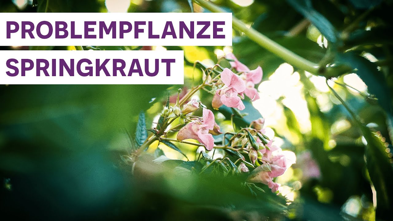 Pflanzenportrait – Problempflanze Drüsiges Springkraut