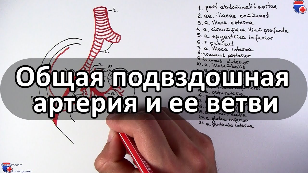 Общая подвздошная артерия и ее ветви - meduniver.com