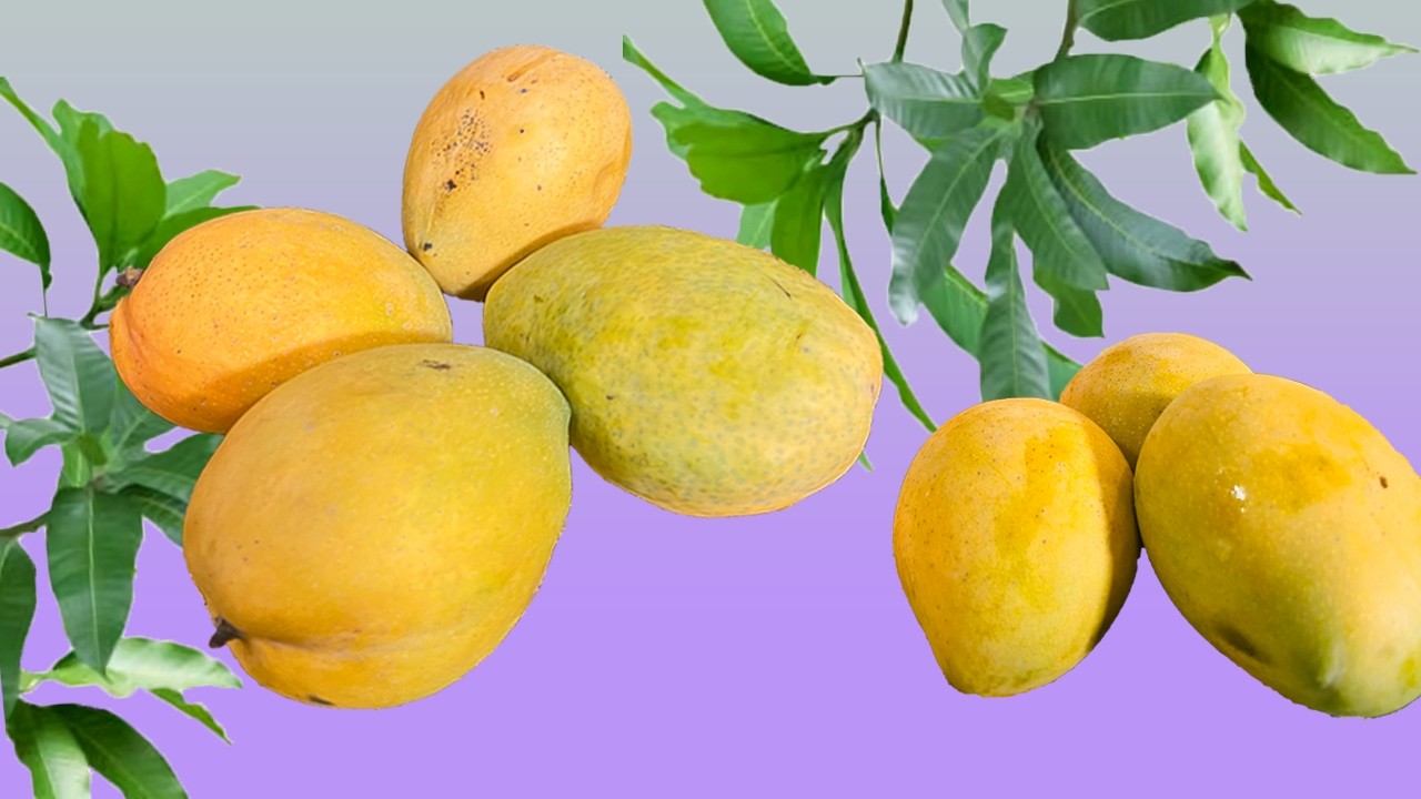 Pakistani mango chaunsa and Mangoes from the world