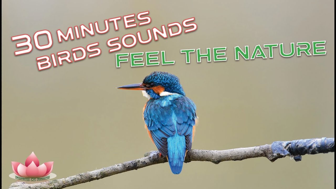 Birds Sound Nature and Relaxing Sounds