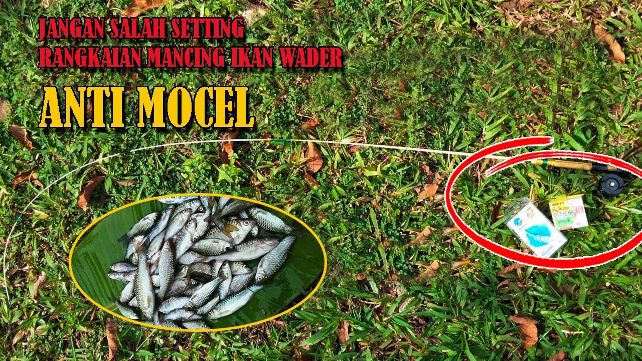 Rangkaian Pancing Ikan Wader Arus Deras Marola Mancing Micro Fishing