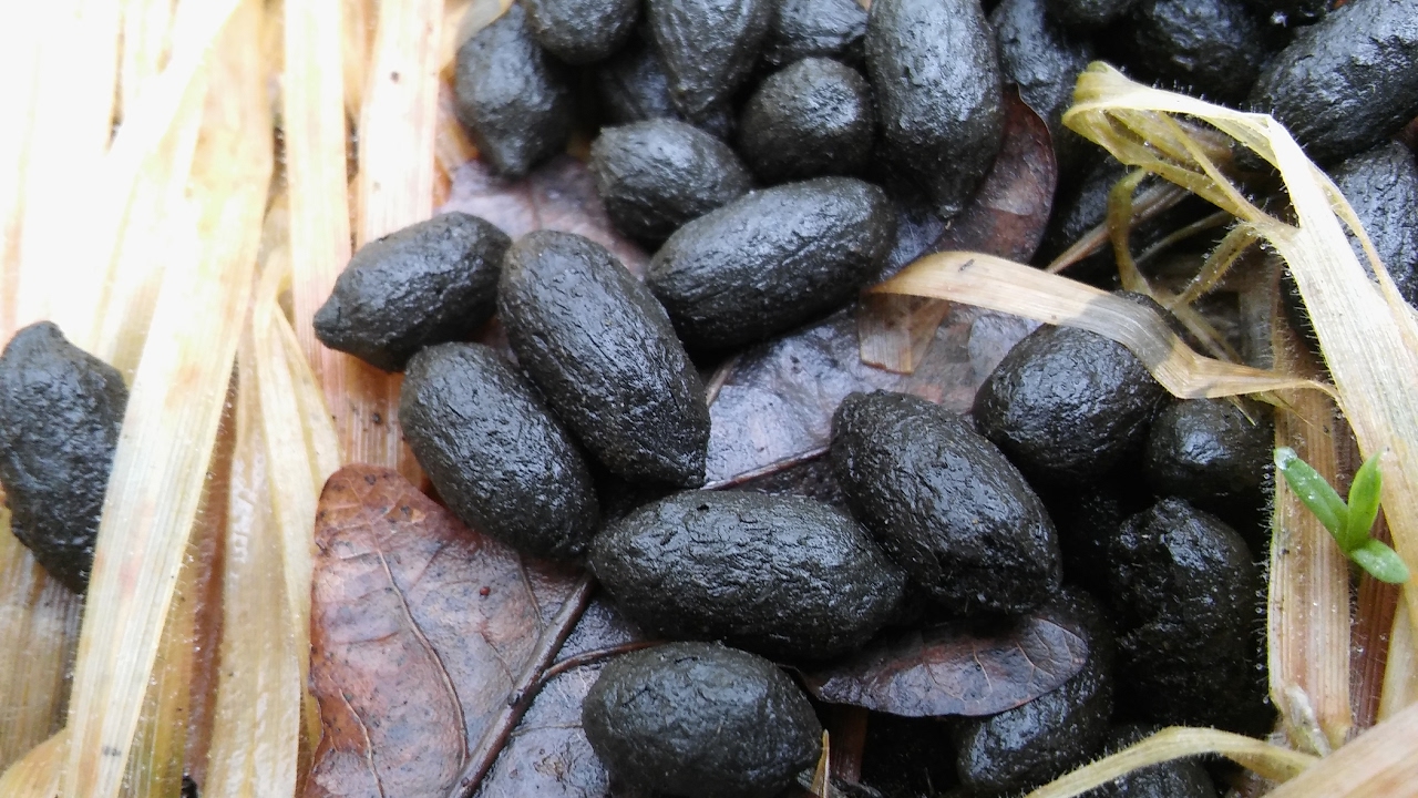 Roe Deer Tracking: Droppings and other Trails Signs