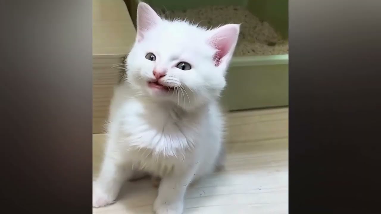 cute😻 cats new video 2025 #cat #cute #kitten #pets
