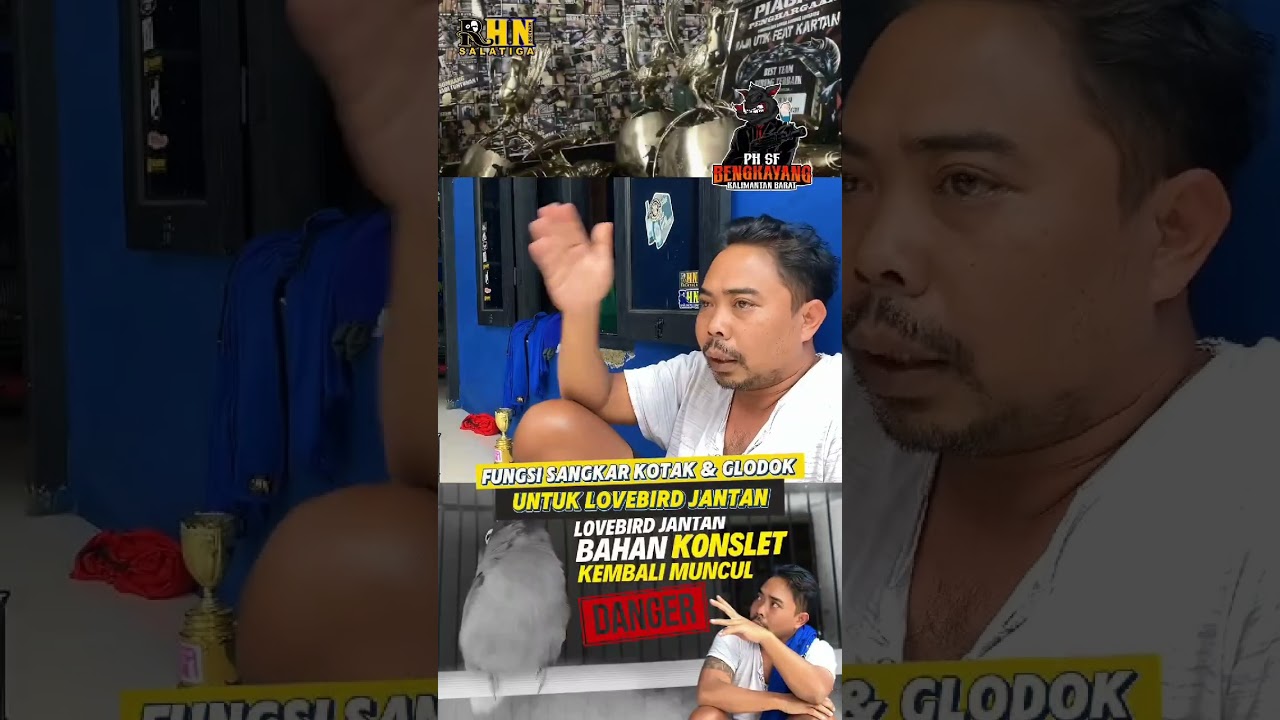 Fungsi glodok di sangkar kotak untuk lovebird jantan konslet #lovebirdkonslet #lovebird #rhnsalatiga