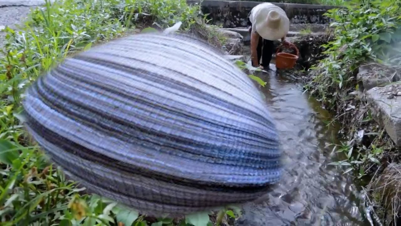 😱  Wild river clams hide super pearls # Pearl Girl # Pearl # Super # Rare Pearls
