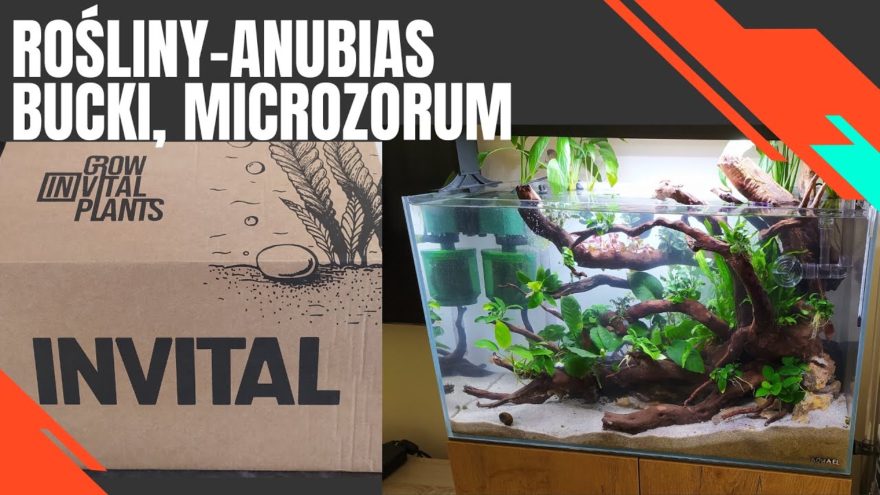 [65L Korzenisko] Rośliny - Anubias, Microsorum, Bucki[Bucephalandra] invital [jak wygląda dostawa]