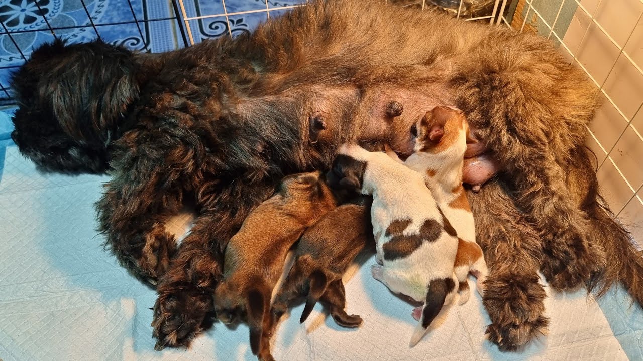 NANGANAK SI MOMY TRIXIE SHIH TZU PUPPIES