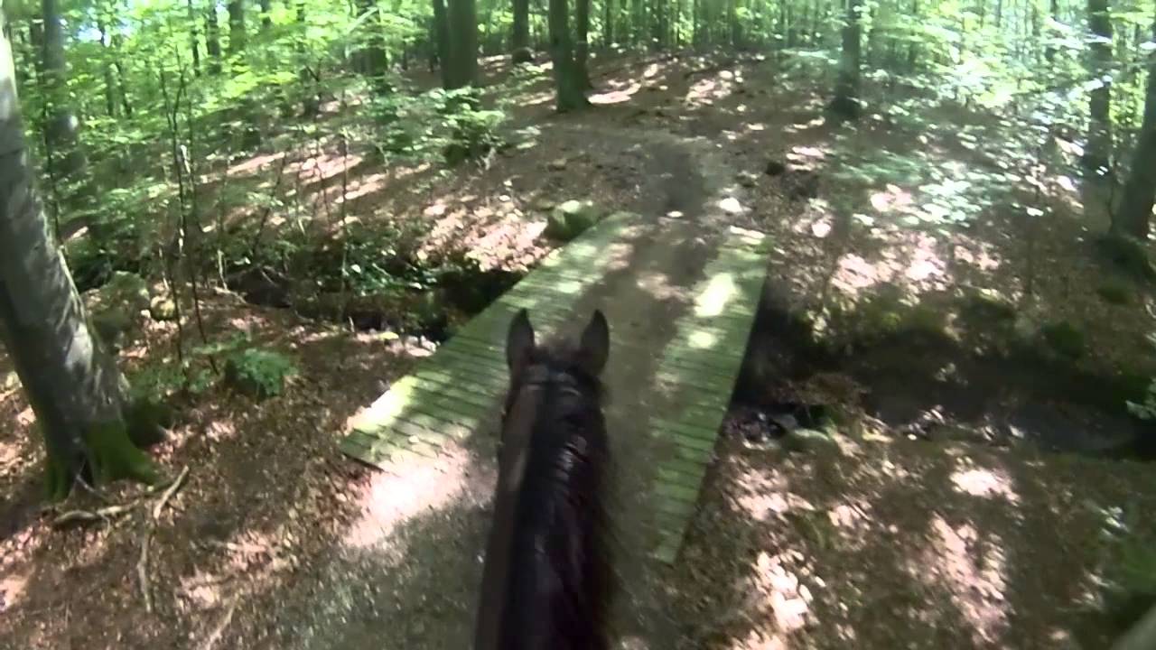 GoPro Hero 3 Horse riding in the forest PART II