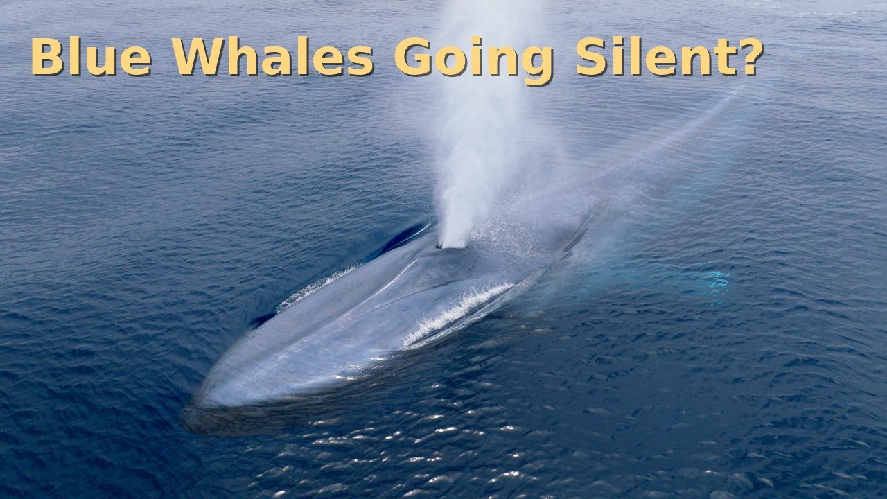 Are Blue Whales Really Going Silent?