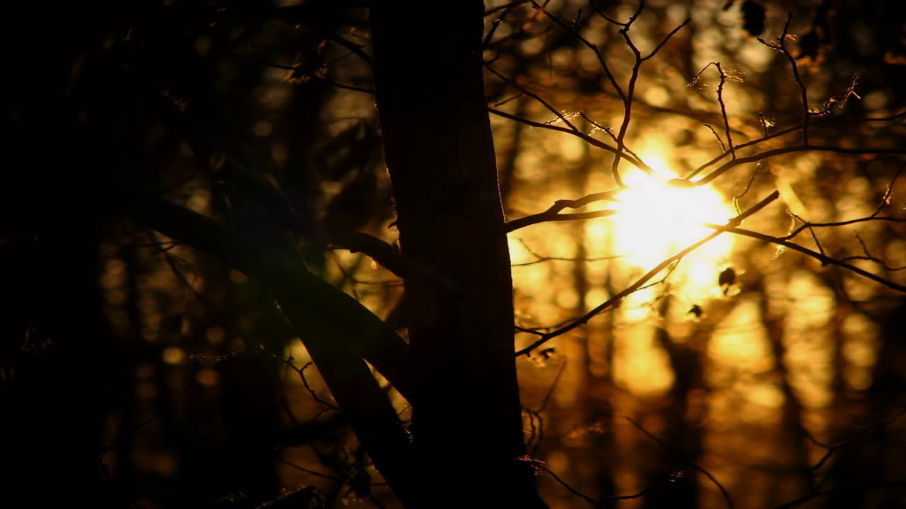 Evergreen Refuge - As the Fires Burn (Full Album)