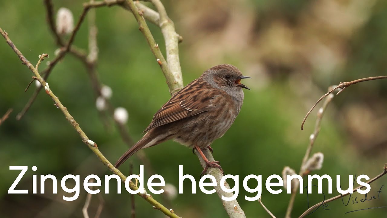 Heggenmus herkennen in beeld en geluid / Singing Dunnock #290